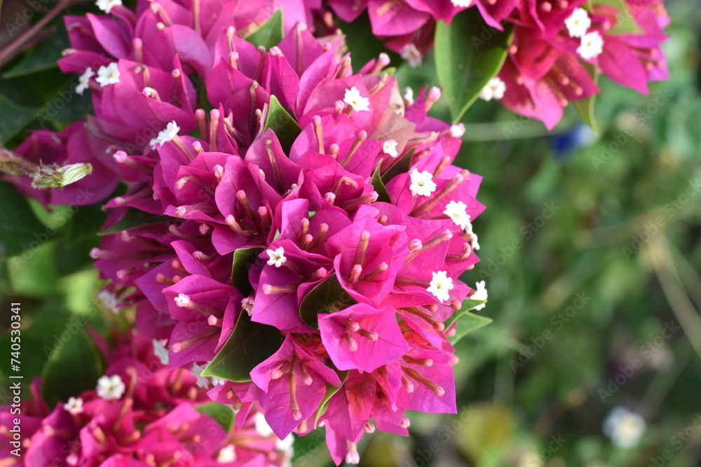 Large bouquet of bright pink bougainvillea flowers close up. Large bouquet of bright pink bougainvillea flowers close up.