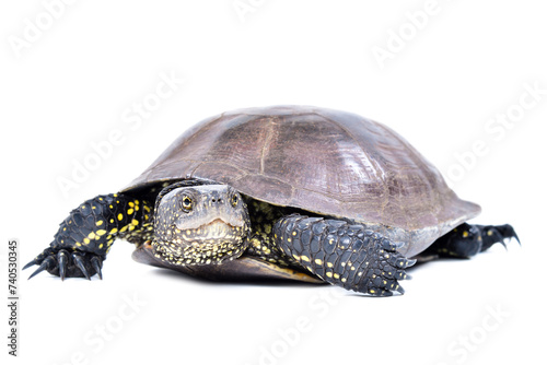 Принти на полотні European pond terrapin walking isolated on a white background