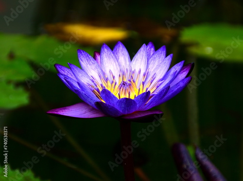 Tropical Water Lily in the Town Palm Beach, Florida