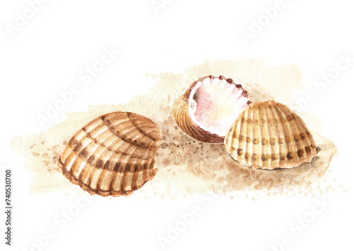 Seashells on the sand. Hand drawn watercolor illustration, isolated on white background
