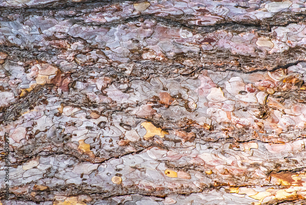 Close up on tree bark with an interesting abstract structure Close up on tree bark with an interesting abstract structure