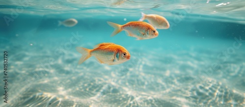 Mesmerizing underwater scene with two vibrant fish swimming gracefully in the ocean