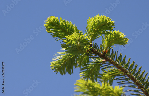 Christmas tree branches against the blue sky.