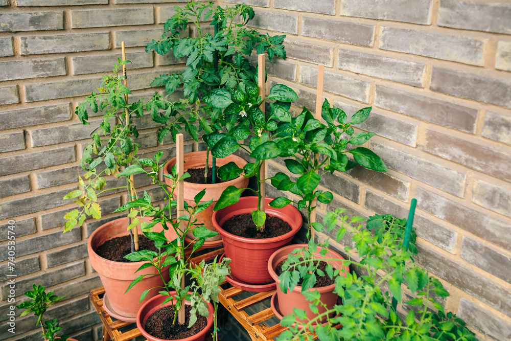 Close up of small vegetable garden on balcony corner of town apartment with varieties of green plants growing on a ceramic pots and brick wall on background. Urban sustainable organic garden concept. Close up of small vegetable garden on balcony corner of town apartment with varieties of green plants growing on a ceramic pots and brick wall on background. Urban sustainable organic garden concept.