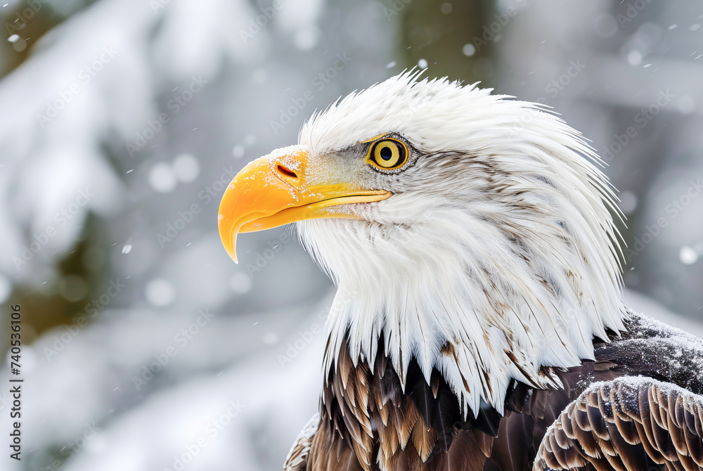 Bald Eagle Haliaeetus leucocephalus in winter, World Wildlife Day, March Bald Eagle Haliaeetus leucocephalus in winter, World Wildlife Day, March