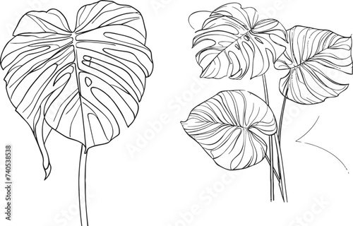 Monstera leaf line art. Contour drawing