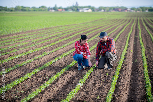 Young farmers examing planted young soybean