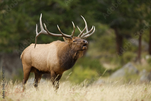 dominant bull Elk sends out the bugle call to attract a mate during the autumn breeding season