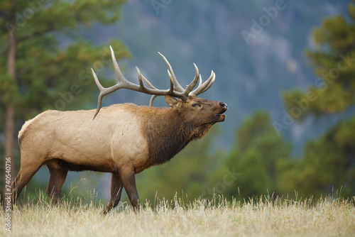 Quadro em tela Rocky Mountain Elk, Cervus canadensis nelsoni, a mature male walks through class