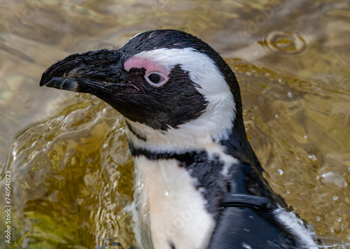 close up of a bird