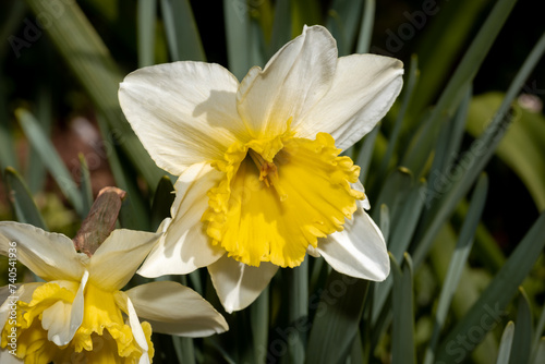 yellow daffodils in spring