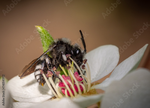 bee on flower