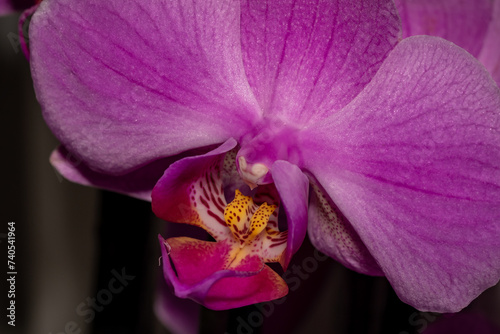 purple orchid flower