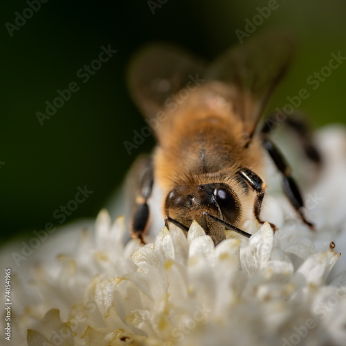 bee on a flower