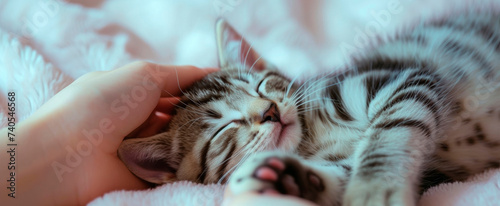 A person gently caresses a sleeping tabby kitten on a plush pink blanket, showing affection and pet's comfort photo