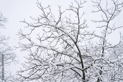  winter tree branches after snow © nd700