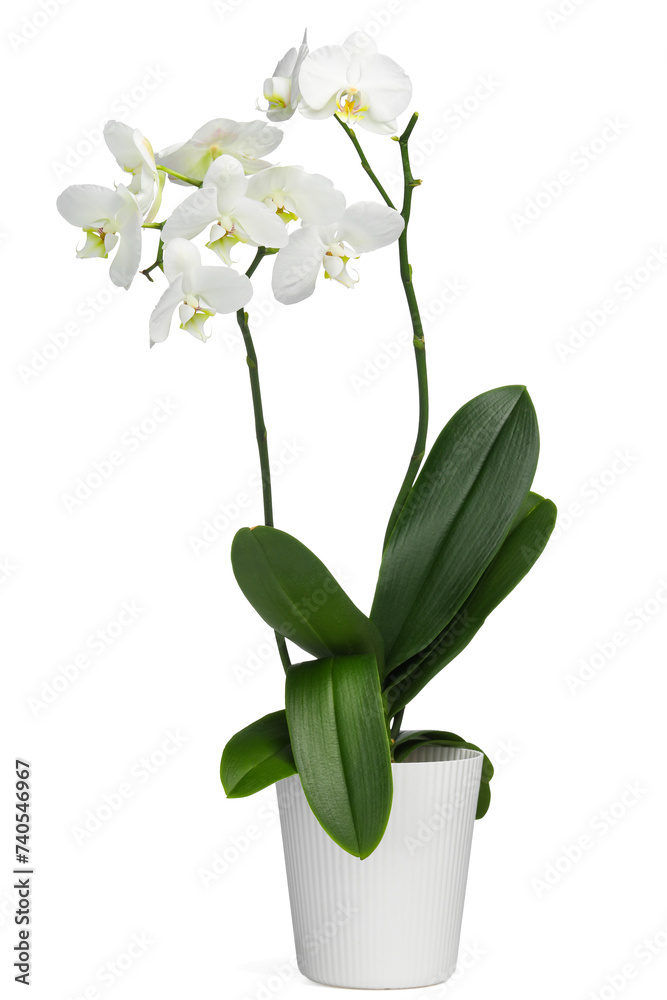 Blooming orchid flower in pot isolated on white Blooming orchid flower in pot isolated on white