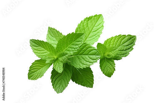 Green mint leaf. Fresh mint leaves on isolated transparent background