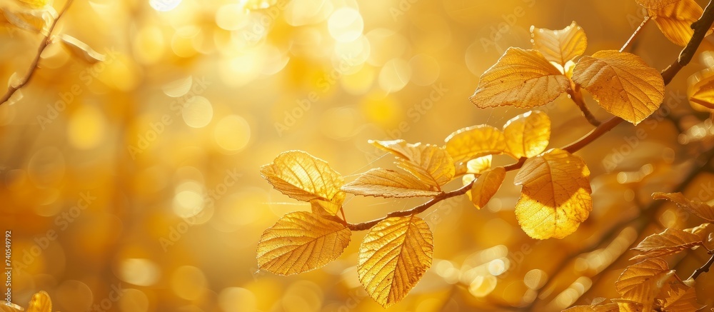 Vibrant close up of a single yellow leaf with intricate details in autumn