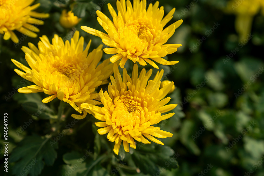 A bouquet of chrysanthemums. Multi-colored bouquet of flowers. A bouquet of chrysanthemums. Multi-colored bouquet of flowers.