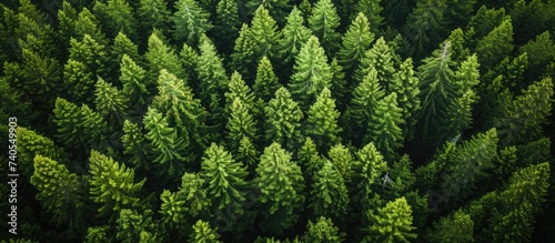 This captivating aerial photograph showcases a large group of trees in the middle of an enchanting Scotch Pine forest.