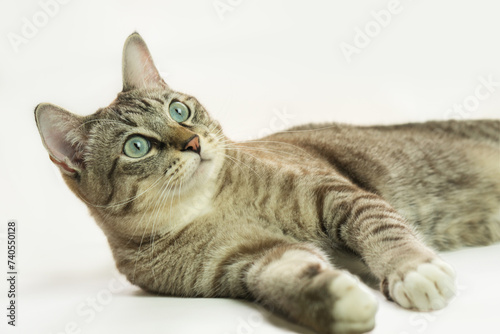 The gray cat looks very cute.