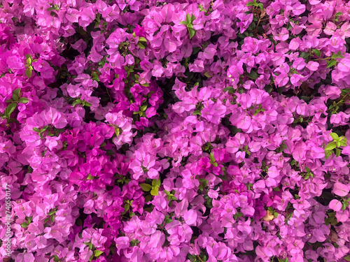 Pink Bougainvillea flower background.