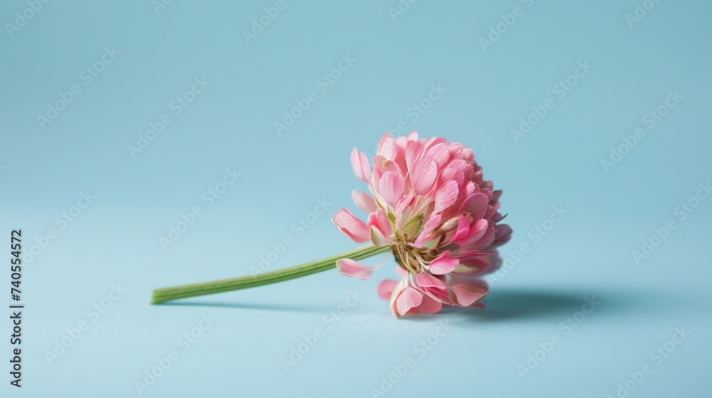 Beautiful pink flower, branch of flowers close-up on a blue pastel background. Batanic plant card for holidays with copy space. Minimalist design. Beautiful pink flower, branch of flowers close-up on a blue pastel background. Batanic plant card for holidays with copy space. Minimalist design.
