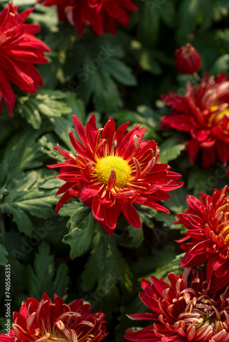 A bouquet of chrysanthemums. Multi-colored bouquet of flowers.
