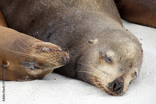 Galapagos sea lion on Gardner Bay beach, Espanola Island- Galapagos Island