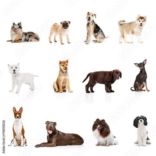 Art collage made of portraits of fluffy and short hair purebred dogs against white studio background. Concept of vet  pets love  companion  animal life. Look happy  delighted. Copy space for ad.