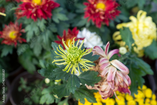 A bouquet of chrysanthemums. Multi-colored bouquet of flowers.
