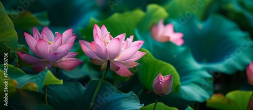 A beautiful display of blooming pink flowers floating gracefully in a serene pond