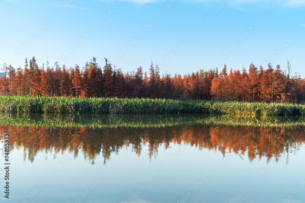 Obraz premium Beautiful colorful forest landscape in autumn season