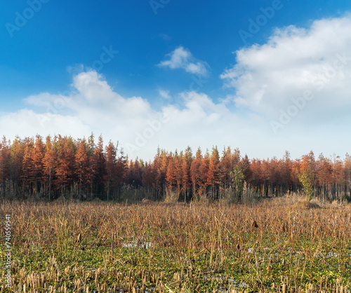 Beautiful colorful forest landscape in autumn season photo