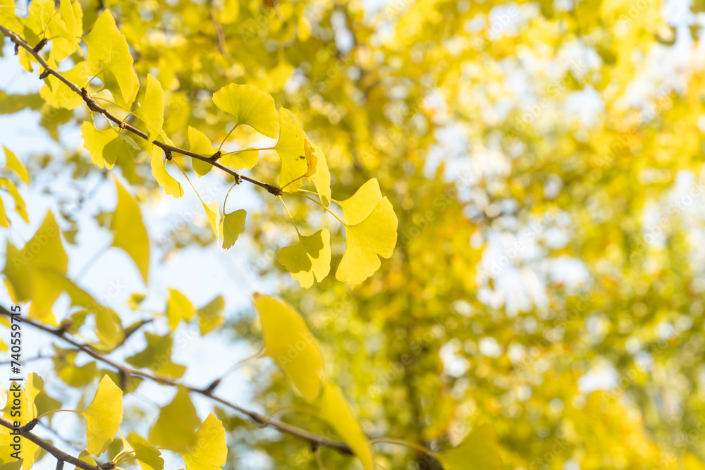 Bright yellow leaves of the ginkgo tree