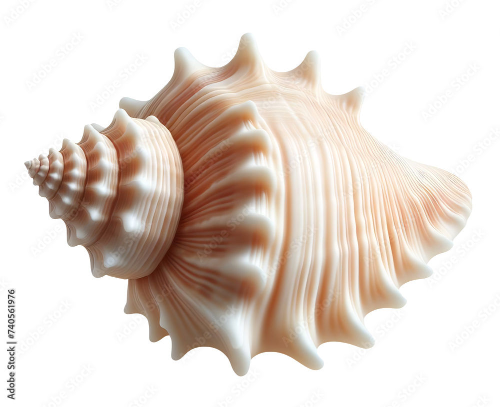 Isolated seashell for use as decoration element Isolated seashell for use as decoration element