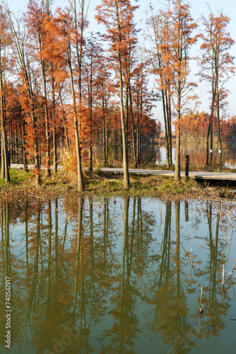 Beautiful colorful forest landscape in autumn season photo