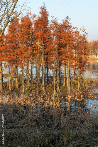 Beautiful colorful forest landscape in autumn season photo