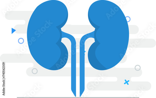 Kidneys