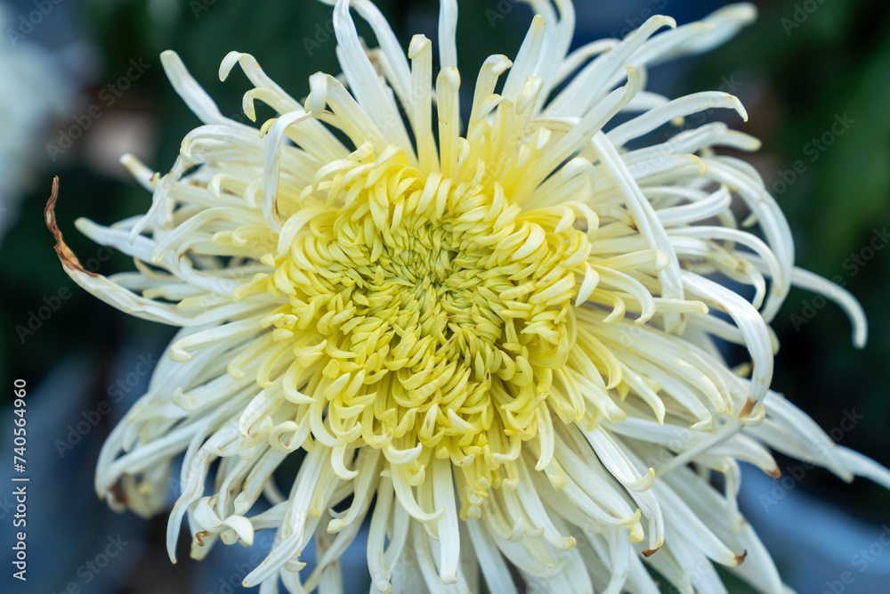 Fototapeta premium A bouquet of chrysanthemums. Multi-colored bouquet of flowers.