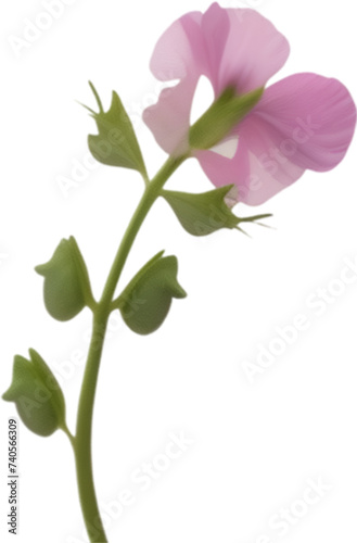 Sweet pea clipart. A cute sweet pea flower icon.