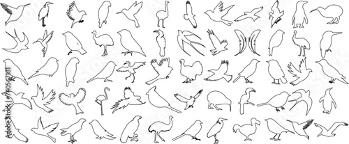 minimalist bird sketches, various species of birds in dynamic poses. Perfect for wall art, decor, prints. Captivating line art, monochromatic scheme, simplicity and beauty combined