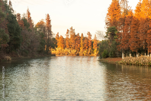 Beautiful colorful forest landscape in autumn season