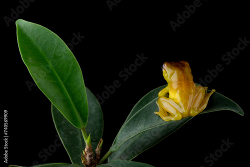 Baby Jade Tree Frog - Zhangixalus dulitensis on leaves. At adult, this frog is one of the most amazing on the island of Borneo, Indonesia. photo