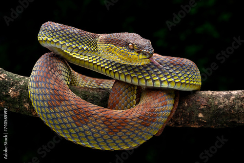 The Mangrove Pit Viper (Red spot) or Trimeresurus purpureomaculatus, is a venomous pit viper species native to India, Bangladesh and Southeast Asia.