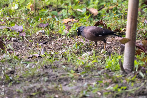 Common myna (Acridotheres tristis) bird is standing on a vegetable garden ground and looking for food. It is locally called Moyna Pakhi in Bangladesh.
