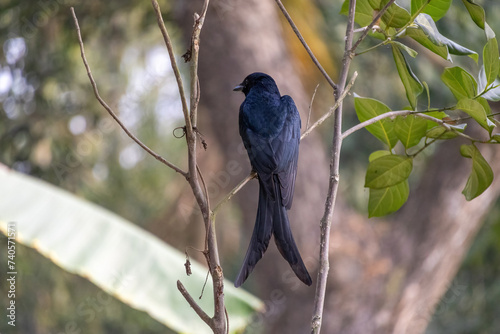 A black drongo (Dicrurus macrocercus) is sitting on a jackfruit tree branch and waiting for prey. It is a common bird in most villages of Bangladesh. photo