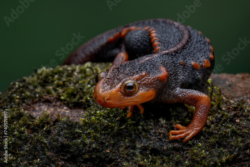 Crocodile newt (Tylototriton verrucosus) is an attractive large and robust species also known as Himalayan Nobby Newt. photo