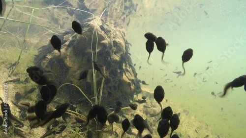 Tadpoles swimming around an underwater rock in a shallow clear-watered pond in Estonia.